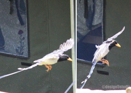 Photo of TRAVEL :: Magpie Jungle Camp, CHOPTA 15/18 by Molly