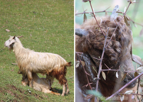 Photo of TRAVEL :: Magpie Jungle Camp, CHOPTA 16/18 by Molly