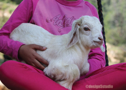 Photo of TRAVEL :: Magpie Jungle Camp, CHOPTA 18/18 by Molly