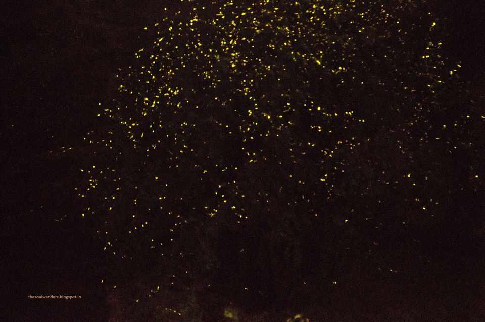 Photo of Magic of Million Fireflies 4/4 by Mayuri R
