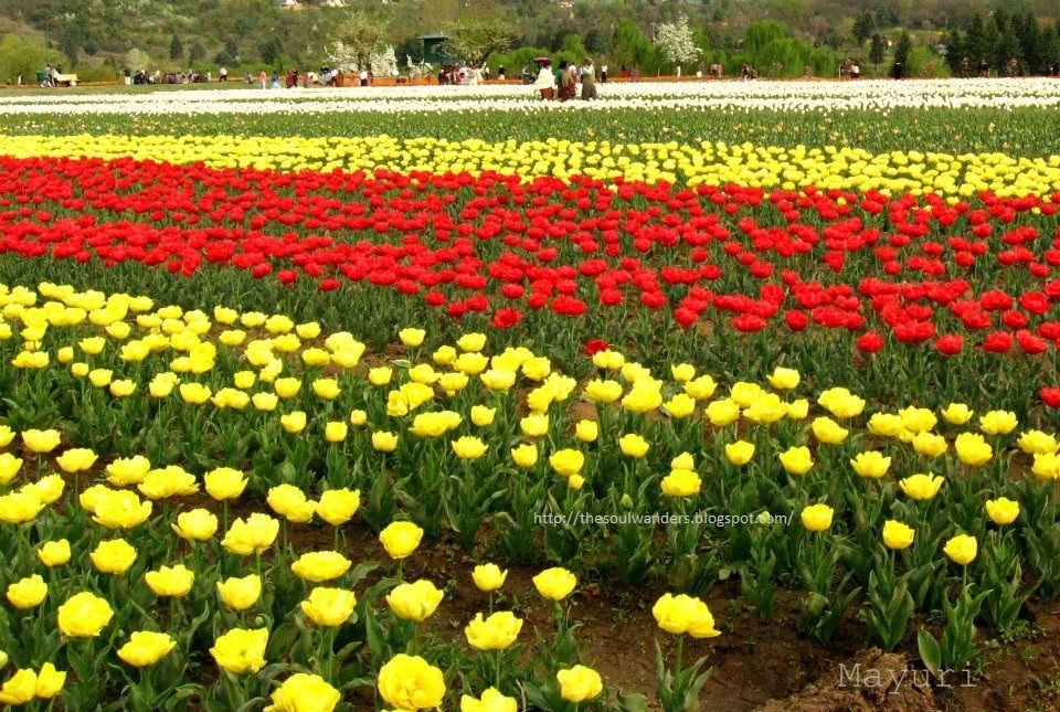Photo of How I fell in Love with Kashmir 3/4 by Mayuri R