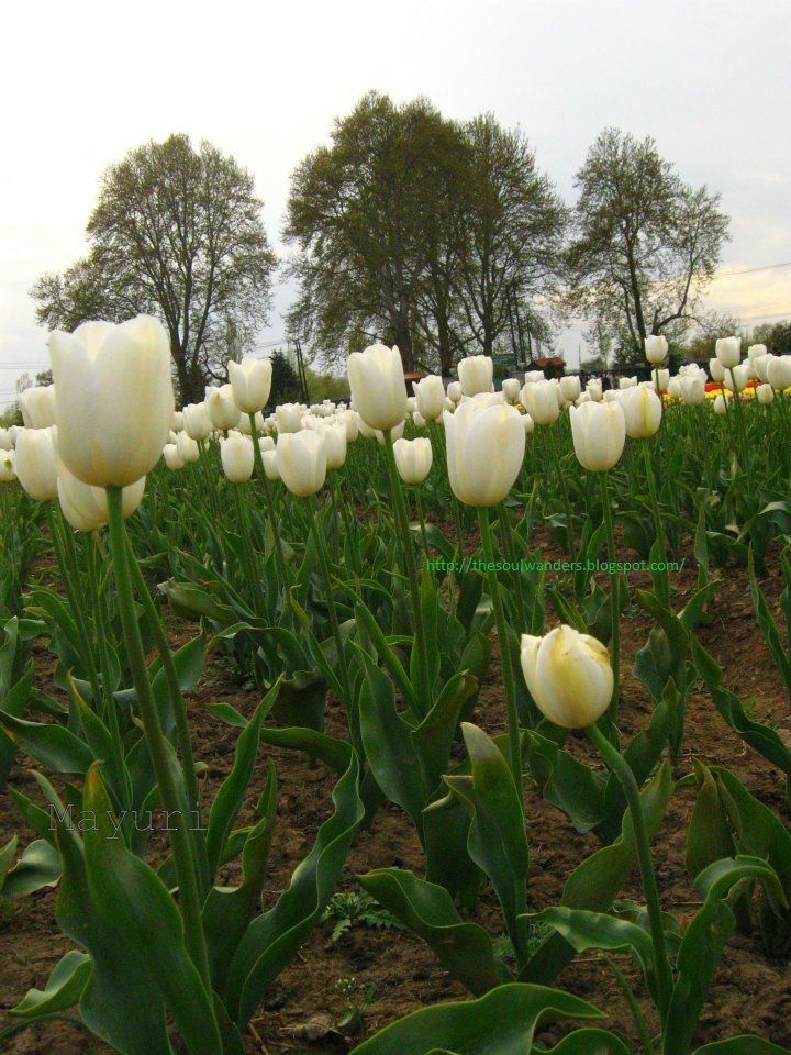 Photo of How I fell in Love with Kashmir 4/4 by Mayuri R