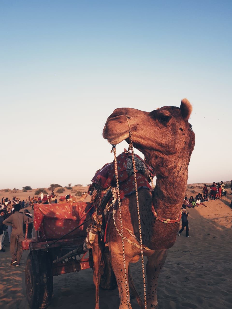 Photo of Jaisalmer Desert Camp, Sam road, Jaisalmer, Rajasthan, India by Anuja Pandey
