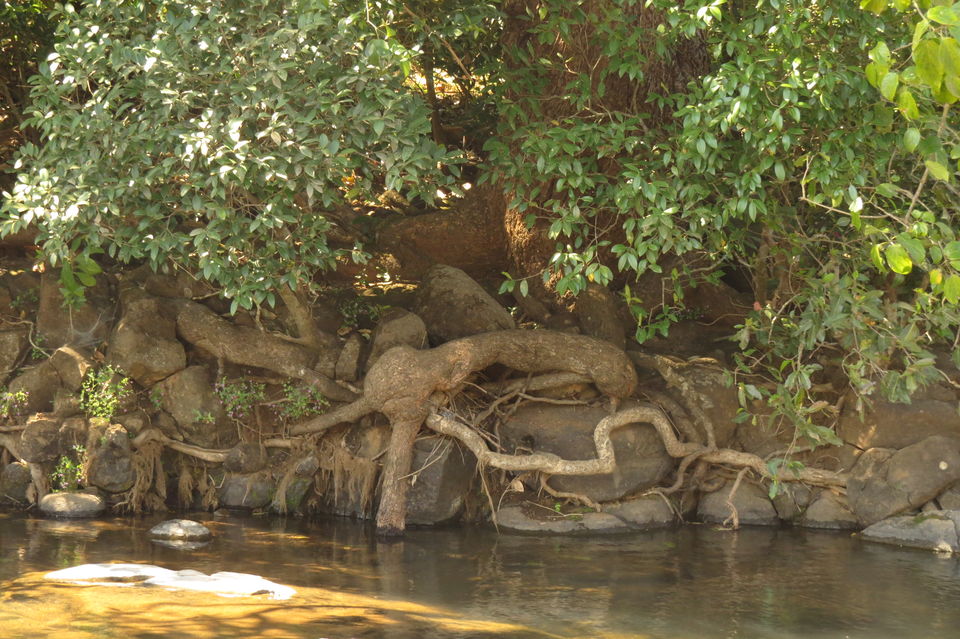 Photo of Nature tripping in Bhimashankar Wildlife Sanctuary, Western Ghats, Maharashtra 4/15 by PEEYUSH SEKHSARIA