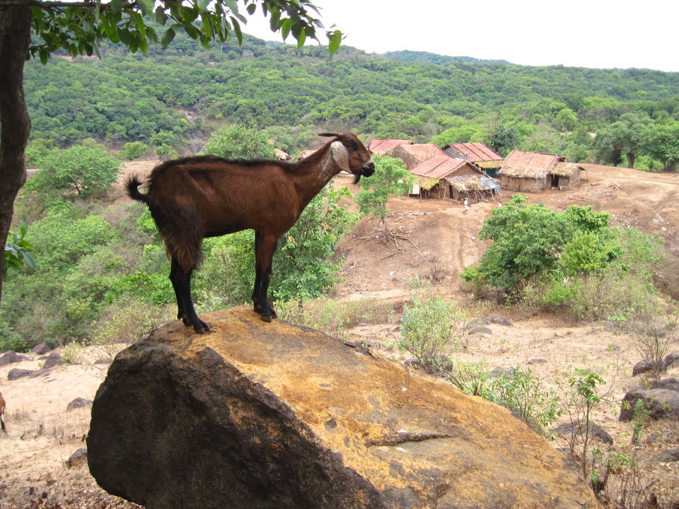 Photo of Nature tripping in Bhimashankar Wildlife Sanctuary, Western Ghats, Maharashtra 8/15 by PEEYUSH SEKHSARIA