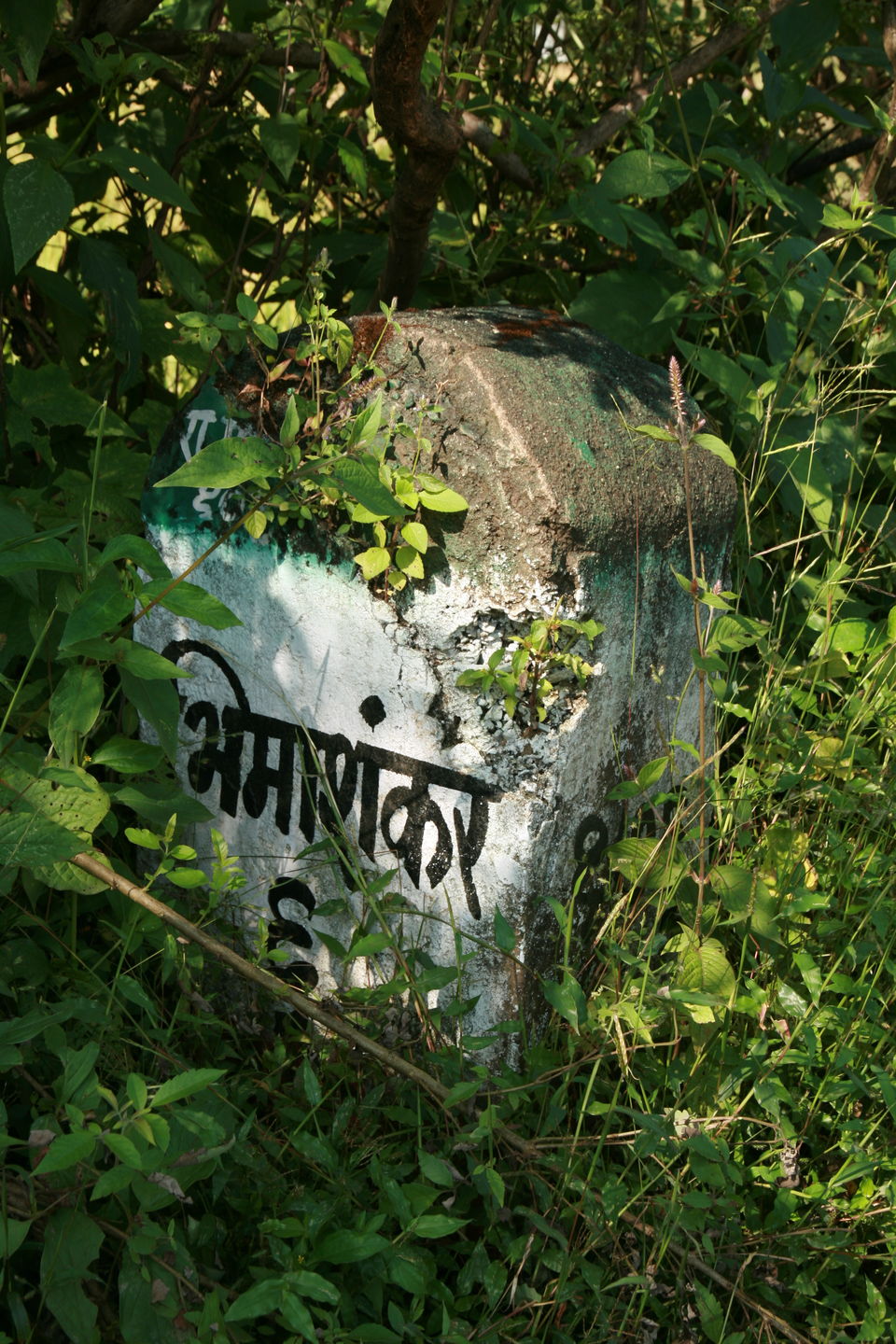 Photo of Nature tripping in Bhimashankar Wildlife Sanctuary, Western Ghats, Maharashtra 10/15 by PEEYUSH SEKHSARIA
