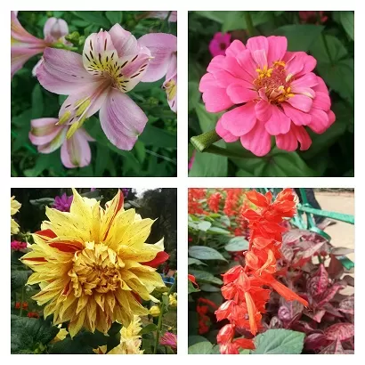 Photo of flora by isha