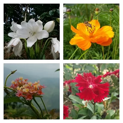 Photo of flora by isha