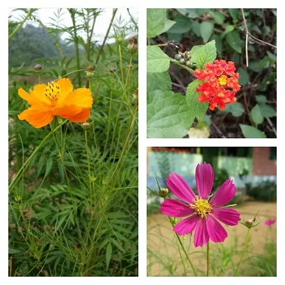 Photo of flora by isha
