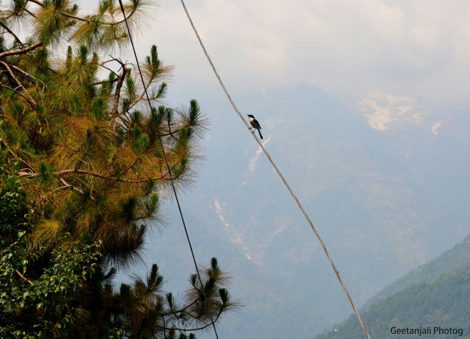 Photo of McLeod Ganj - combination of adventure and peace. by Geetanjali Raza