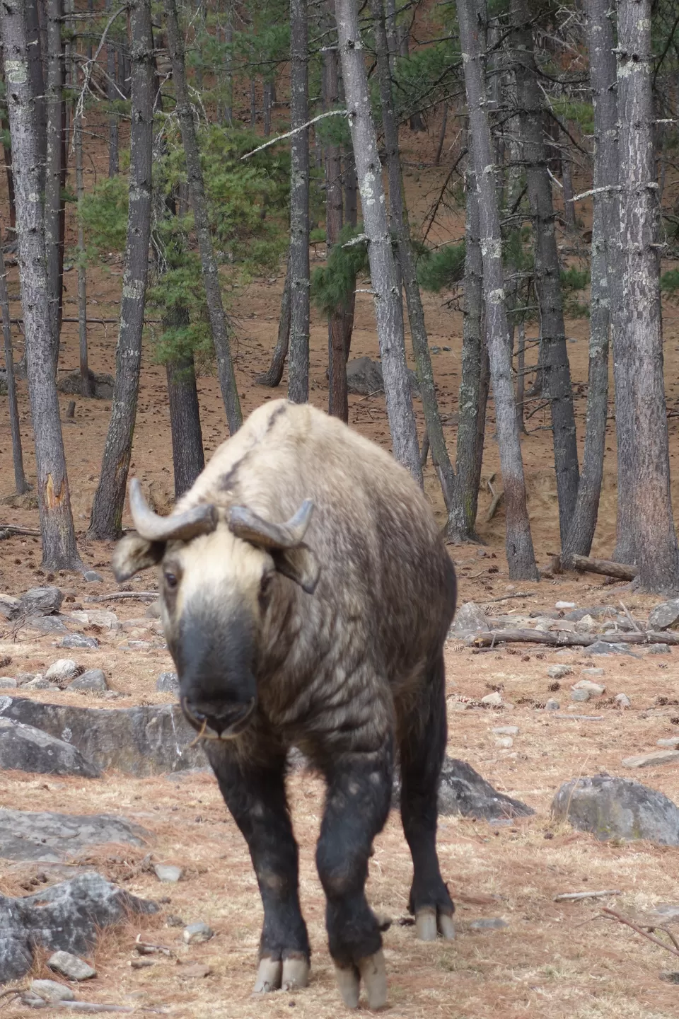 Photo of Thimphu, Bhutan by Hameed Fazal