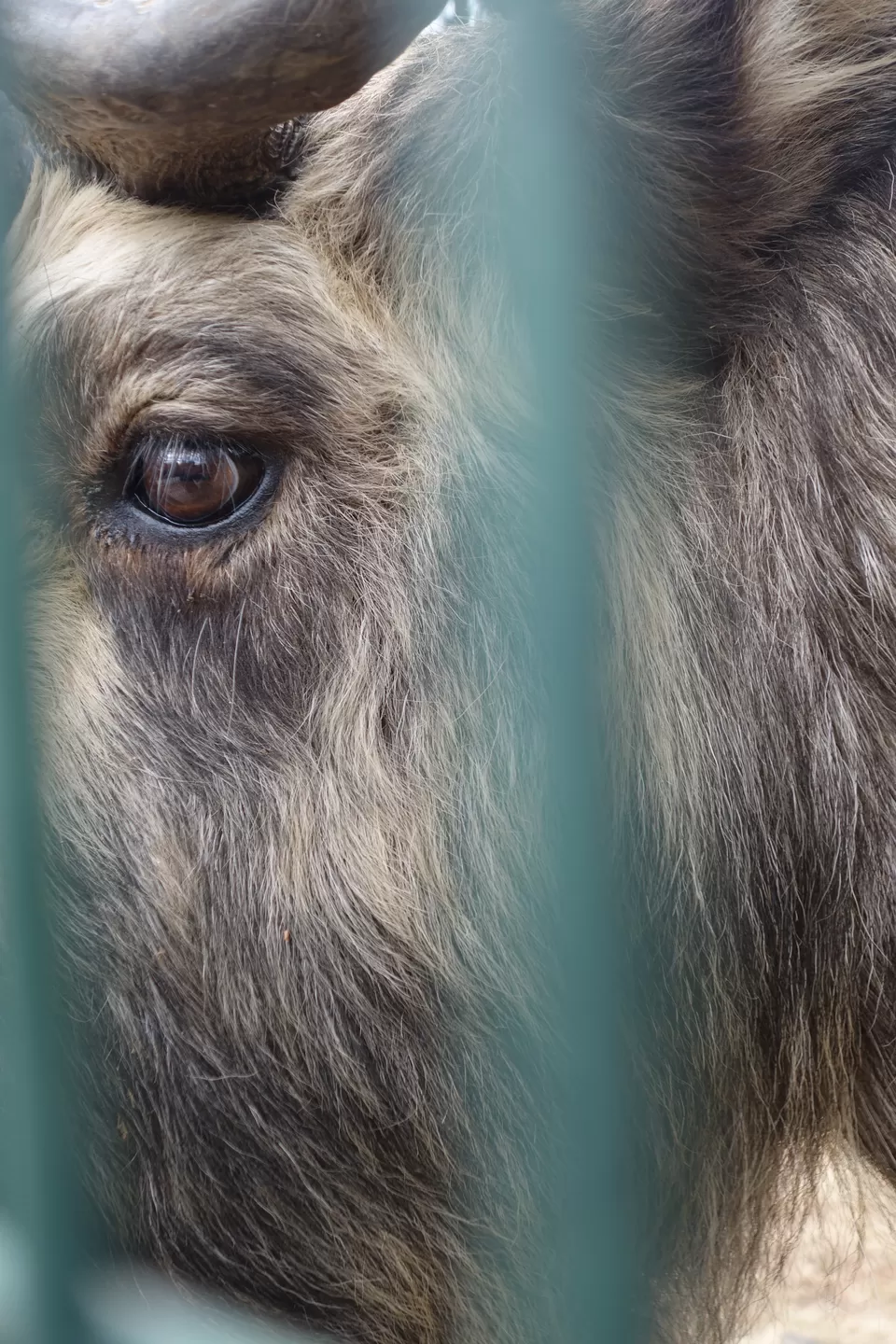 Photo of Thimphu, Bhutan by Hameed Fazal