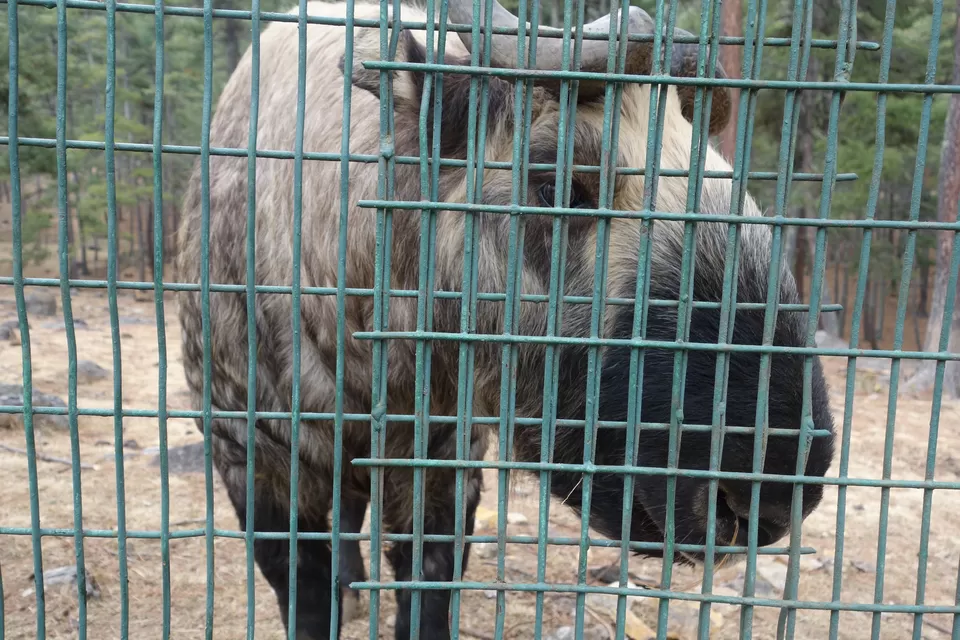 Photo of Thimphu, Bhutan by Hameed Fazal