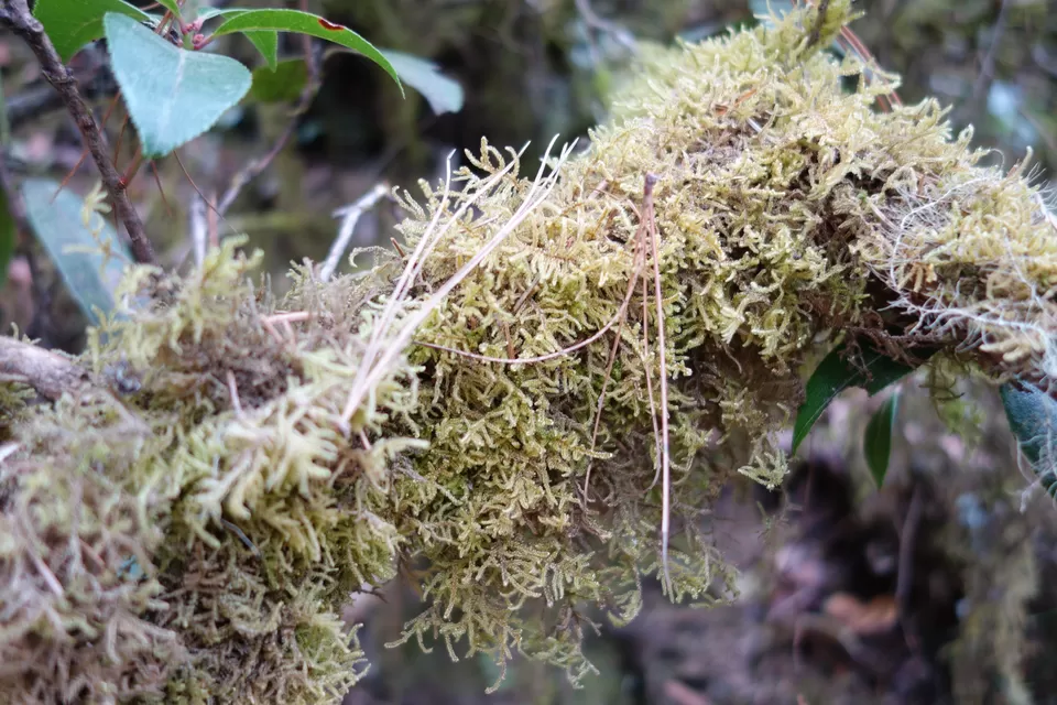 Photo of Phajodhing, Paro, Bhutan by Hameed Fazal