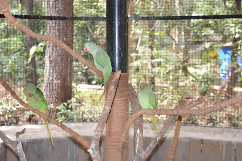 Photo of Bondla Zoo, Usgao-Ganjem VP, Goa, India by theboywithabackpack