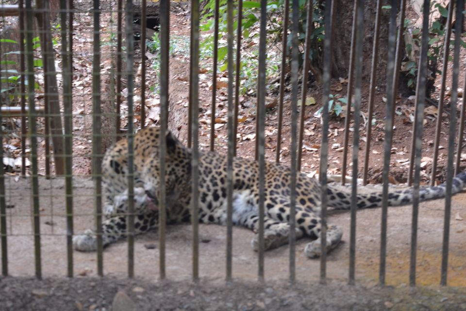 Photo of Bondla Zoo, Usgao-Ganjem VP, Goa, India by theboywithabackpack