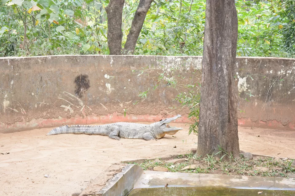 Photo of Bondla Zoo, Usgao-Ganjem VP, Goa, India by theboywithabackpack