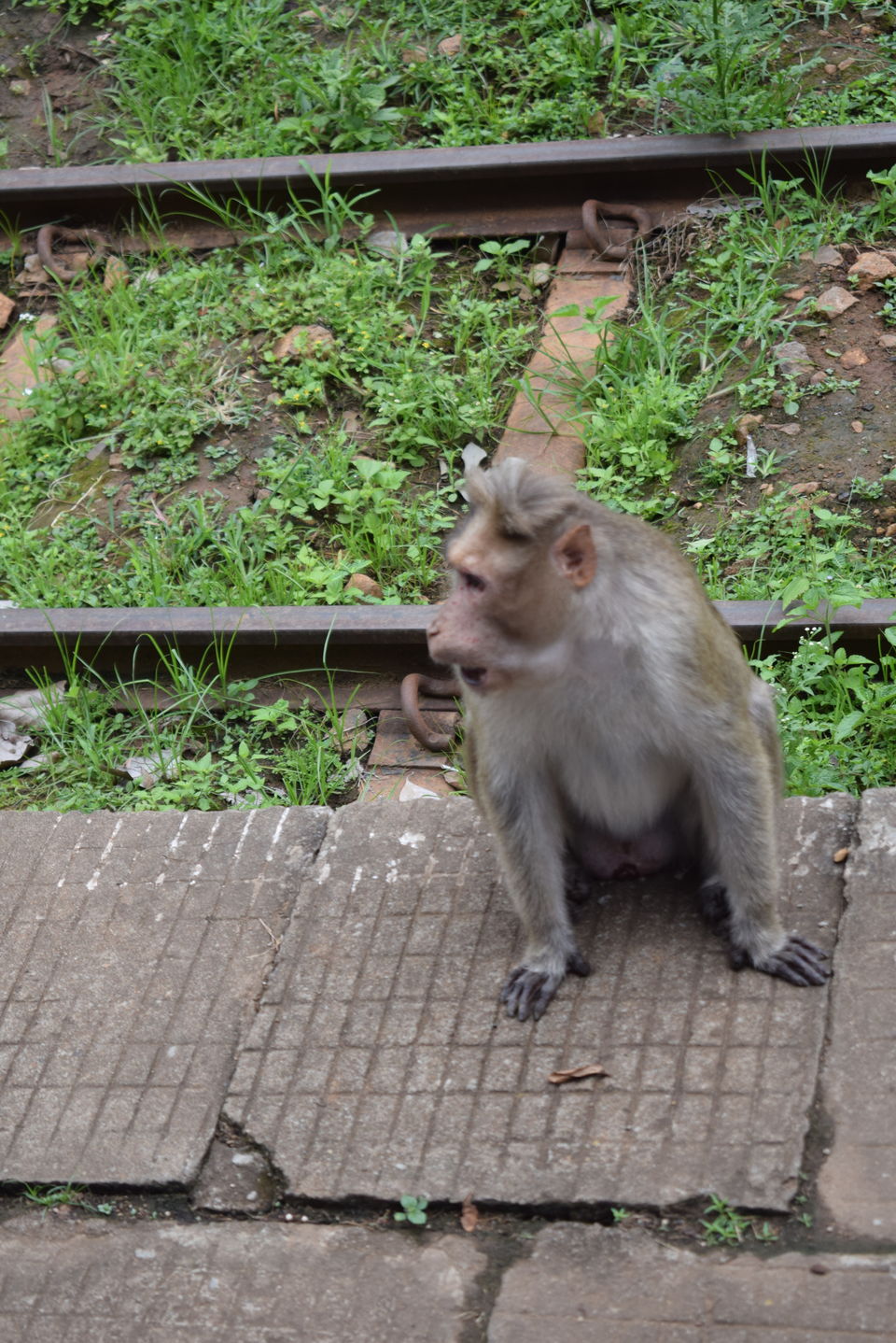 Photo of Nilgiris, Tamil Nadu, India by theboywithabackpack