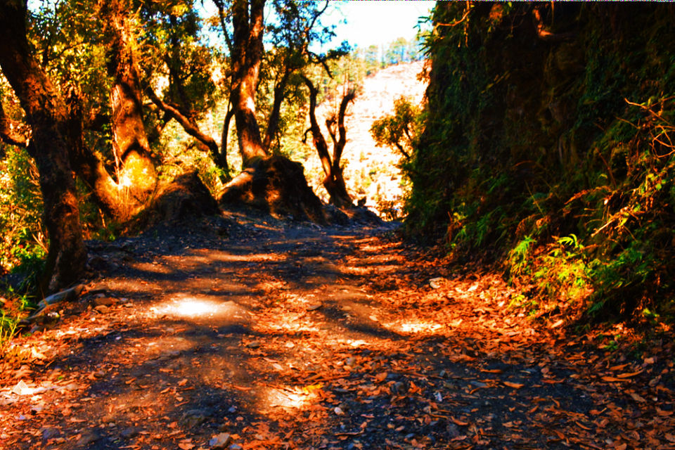 Photo of A TREK to 180 degree VIEW of greater HIMALAYAS! 4/17 by Tusharika Kumar