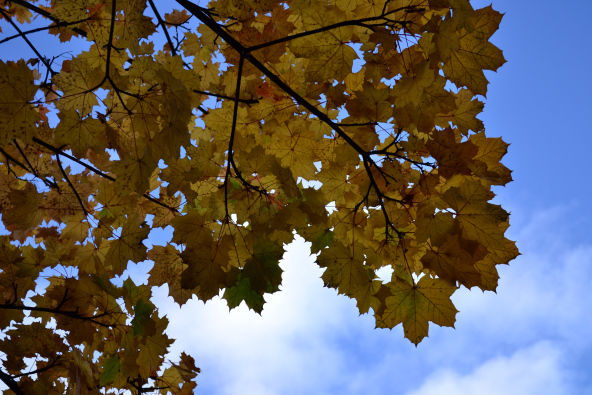Photo of English Autumns 1/2 by sarthak dangra
