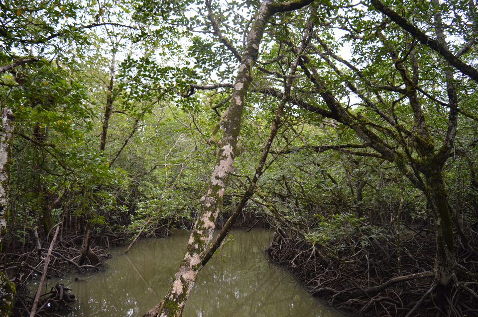 Photo of Baratang, Andaman and Nicobar Islands by Biswanath banerjee