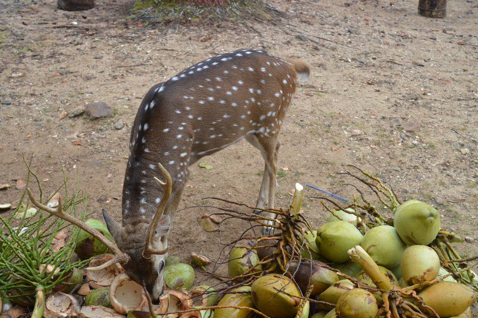 Photo of Ross Island by Biswanath banerjee
