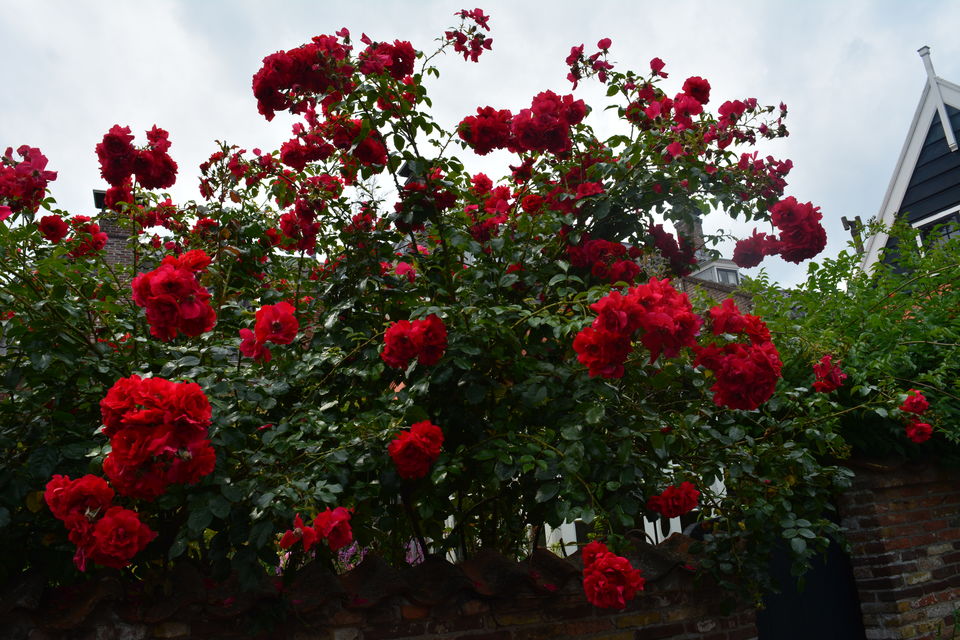 Photo of Edam, Netherlands by Biswanath banerjee