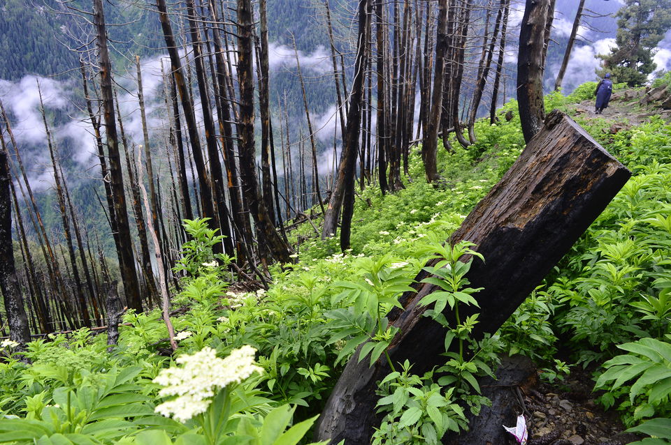 Photo of Kashmir great lakes trek - 2015 #BacktoTheMountains by Anindya Das