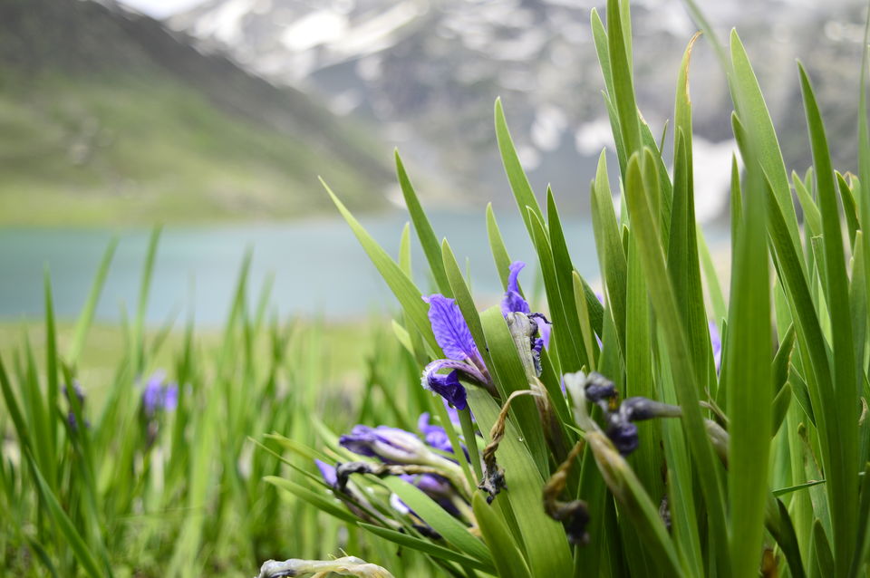Photo of Kashmir great lakes trek - 2015 #BacktoTheMountains by Anindya Das