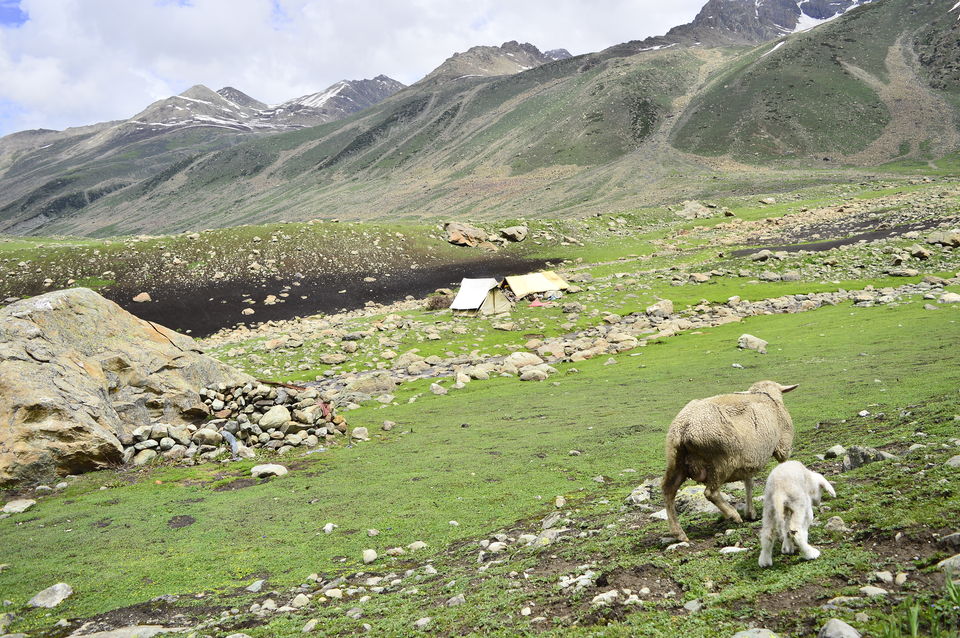 Photo of Kashmir great lakes trek - 2015 #BacktoTheMountains by Anindya Das