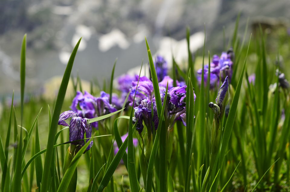 Photo of Kashmir great lakes trek - 2015 #BacktoTheMountains by Anindya Das
