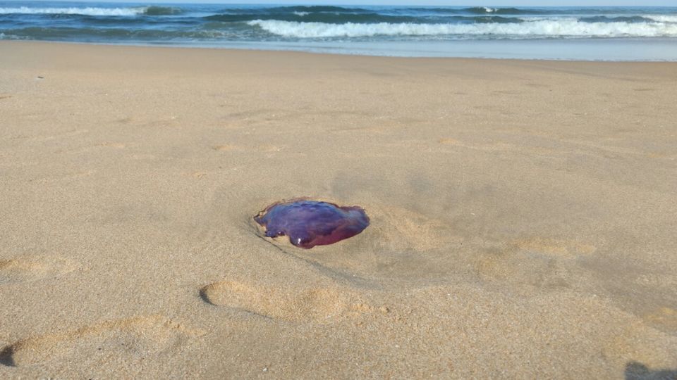 Photo of Varkala, Kerala, India by Krishnan T P