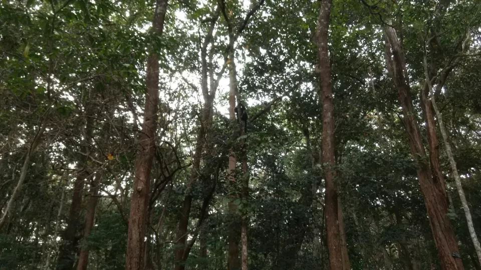 Photo of Thekkady and Munnar - Heaven in kerala by Krishnan T P