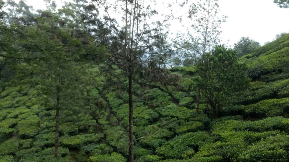 Photo of Munnar, Kerala, India by Krishnan T P