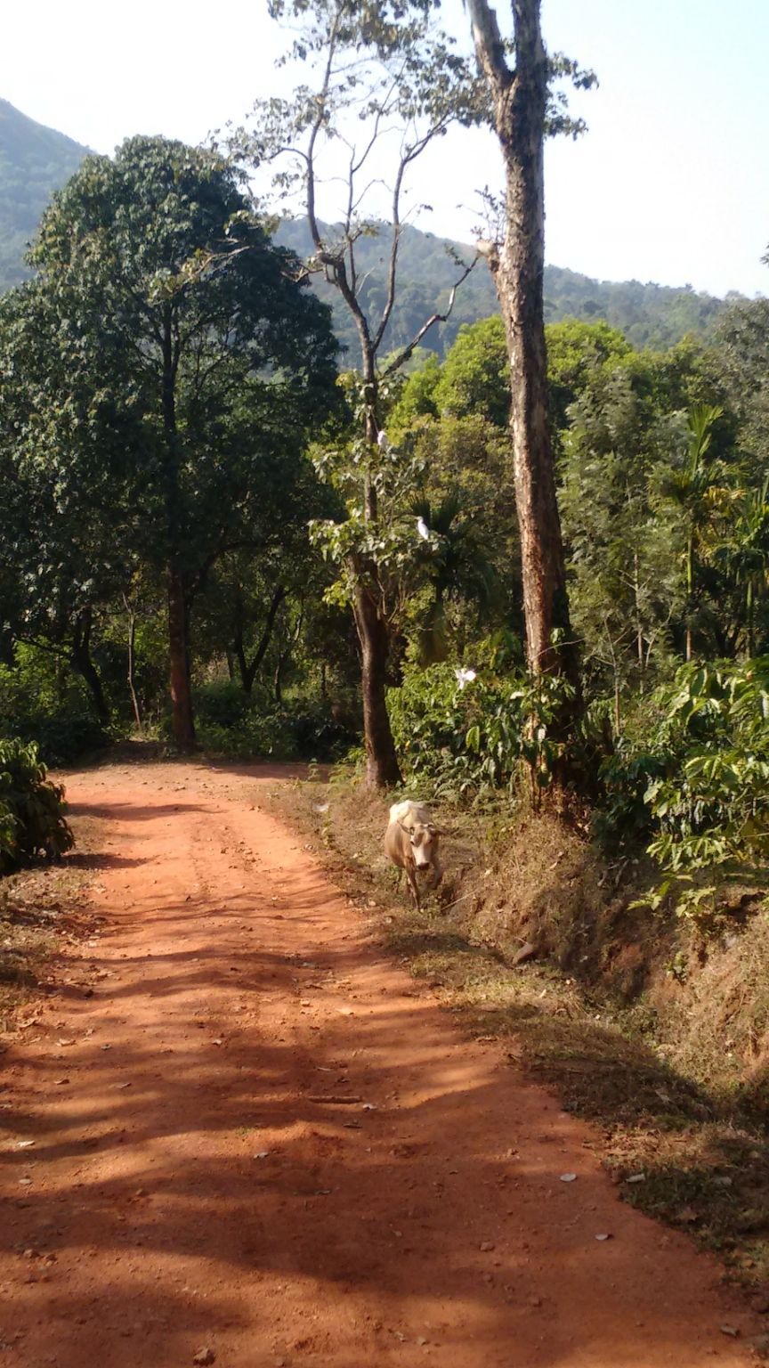 Photo of Sakleshpur, Karnataka, India by Krishnan T P