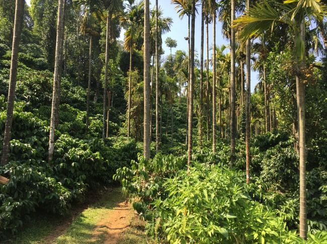 Photo of Sakleshpur - A hidden beauty in Karnataka -- Part I by Krishnan T P