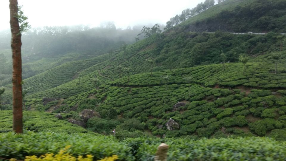 Photo of Thekkady and Munnar - Heaven in kerala by Krishnan T P
