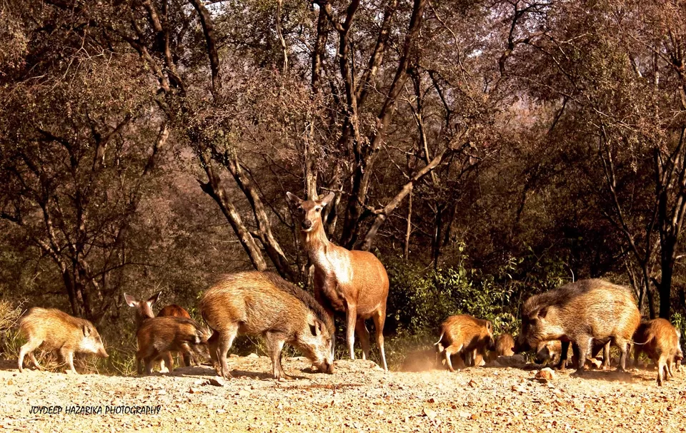 Photo of Sariska National Park, Kraska, Rajasthan, India by Joydeep Hazarika
