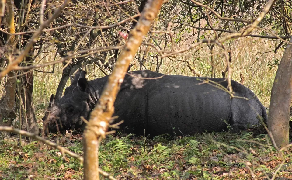 Photo of Pobitora Wildlife Sanctuary, Morigaon, Assam, India by Joydeep Hazarika