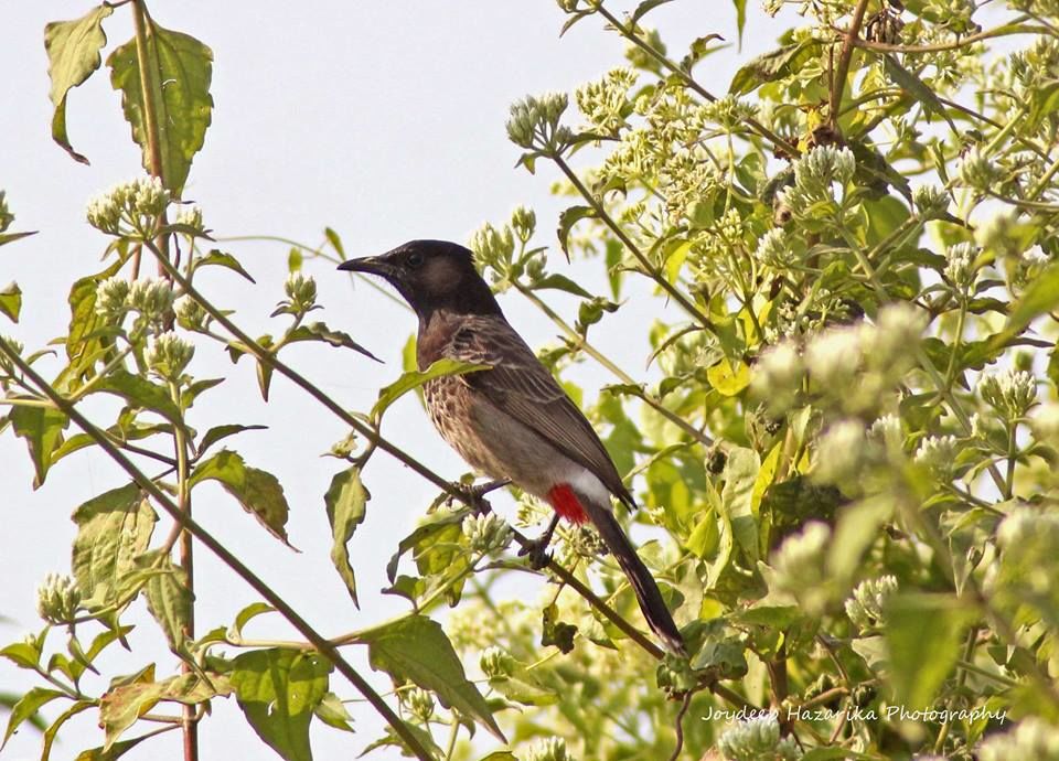 Photo of Deepor Beel Birds Sanctuary, Guwahati, Assam, India by Joydeep Hazarika