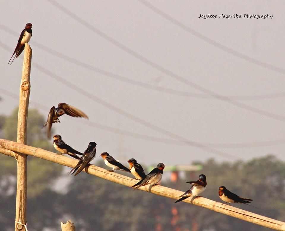 Photo of Deepor Beel Birds Sanctuary, Guwahati, Assam, India by Joydeep Hazarika