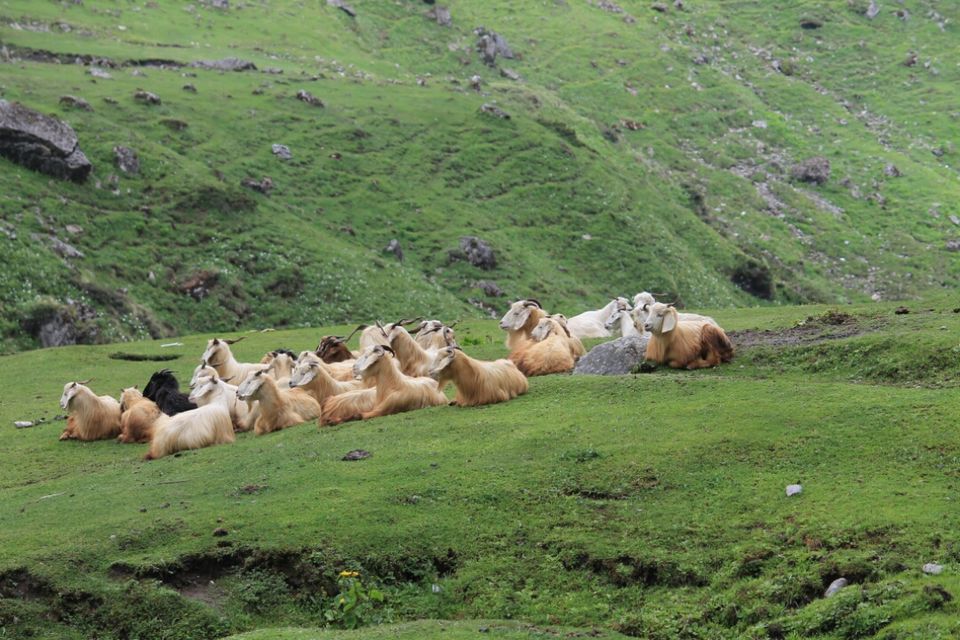 Photo of Miracle or Happenstance: an unforgettable trip to char dham (full trip) by Kinjal Thacker