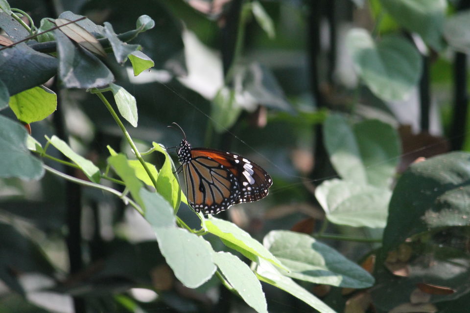 Photo of Saputara, Gujarat, India by Kinjal Thacker