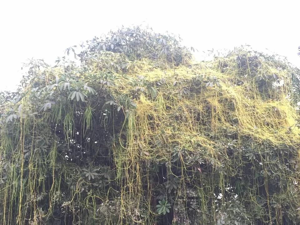 Photo of Baranti: the intoxication of nature's enchanting solitude by Arpita Bose Sinha