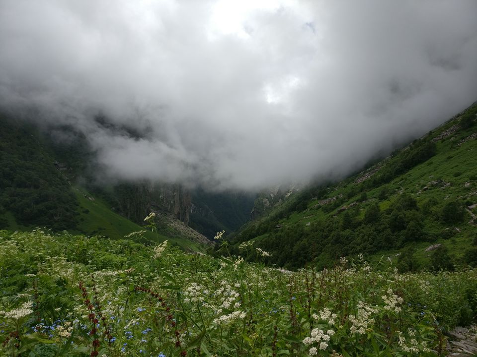 Photo of Valley Of flowers & Hemkund Sahib - 2017 by Satyen