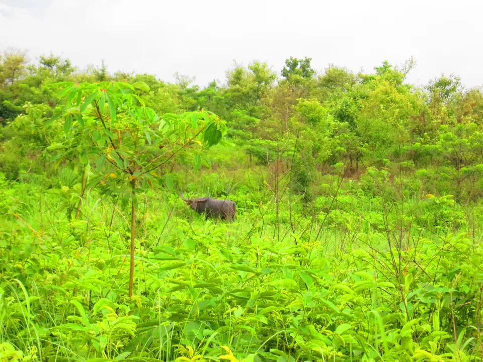 Photo of Manas National Park, Barpeta, Assam, India by Akanksha Singh