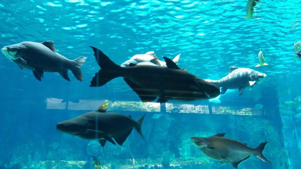 Photo of Little time of Pleasure on Work Trip in 6 Countries by Akanksha Singh