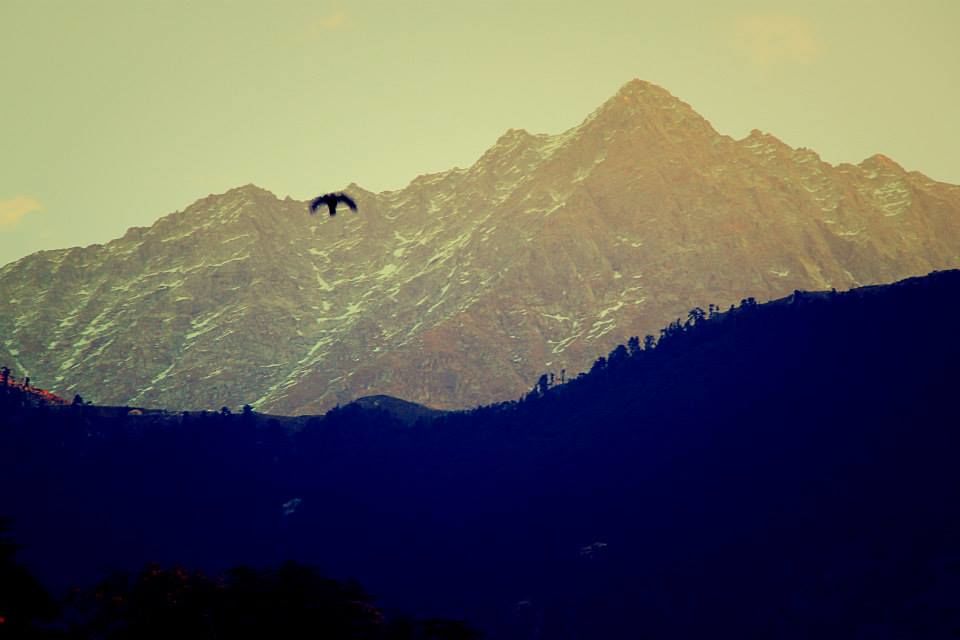 Photo of Wallowing in Mcleodganj 14/30 by suviss86