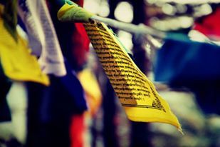 Photo of Wallowing in Mcleodganj 23/30 by suviss86
