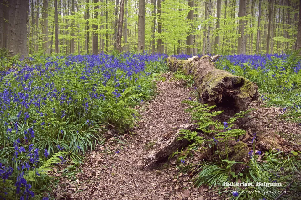 Photo of Hallerbos by Priyanka Banerjee